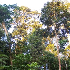Tall trees in a rainforest