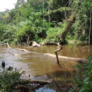 A brown river with a log running across it and green forest in the background