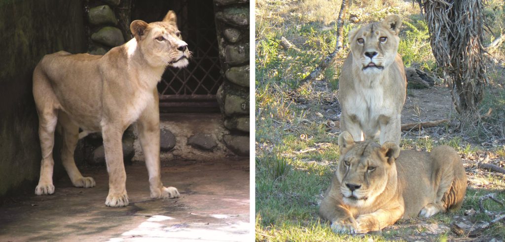 Left: A lioness in a small enclosure. Right two lionesses in a natural environment