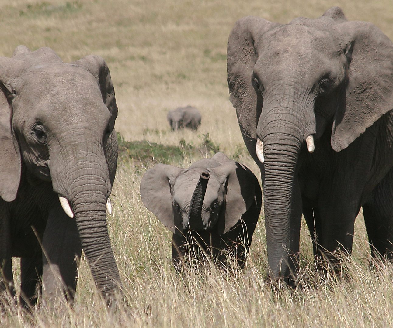 A wild family of two adult and one baby African Elephants walking towards the camera