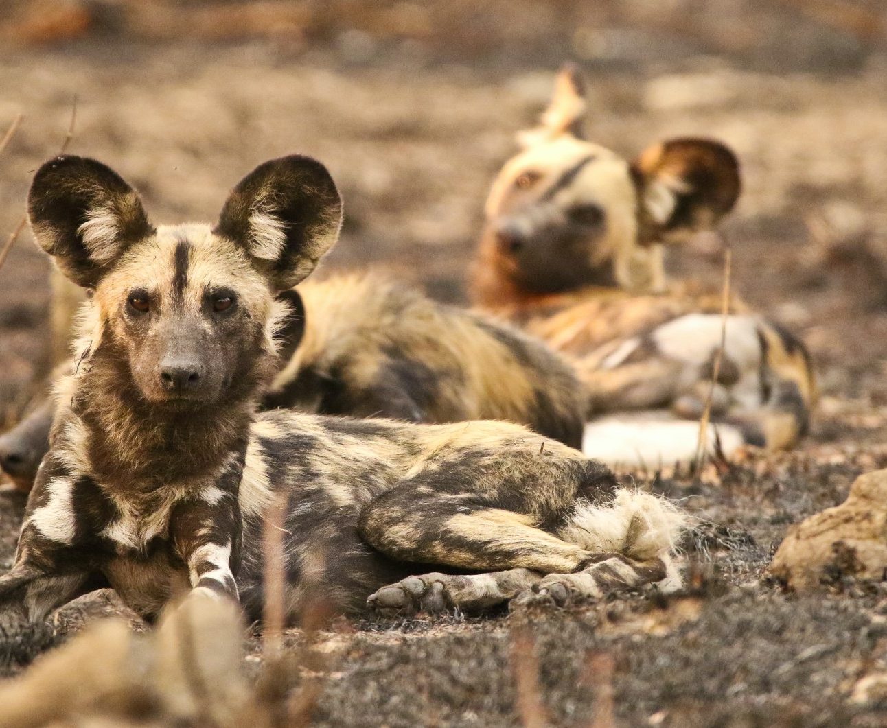A group of wild dogs lying down together