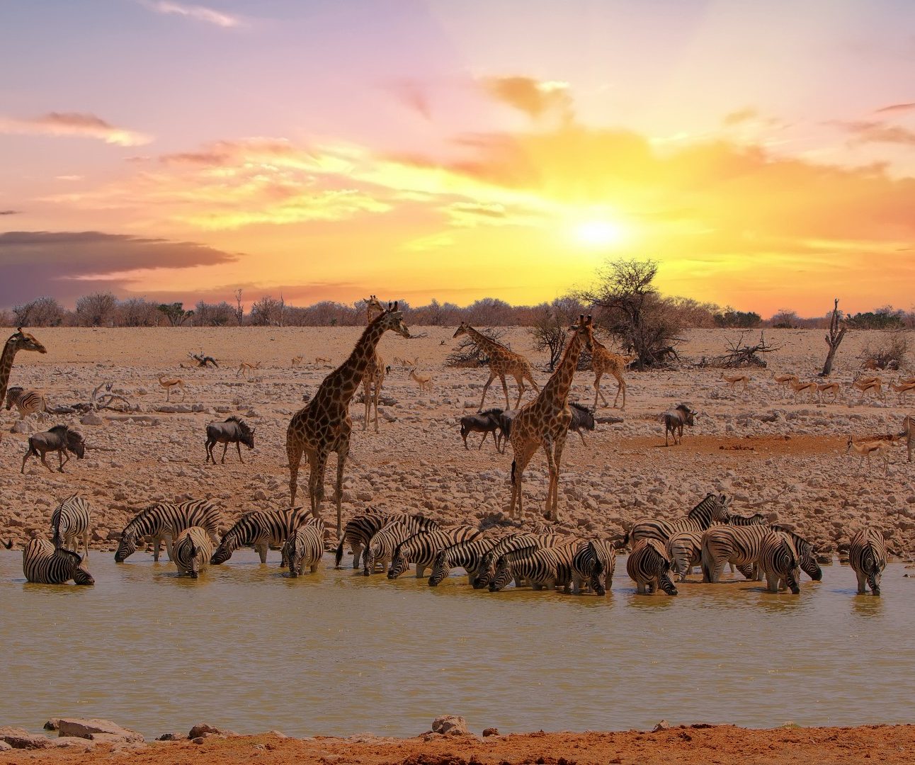 A sunset over he African savannah with zebra, giraffe and other animals drinking from a watering hole