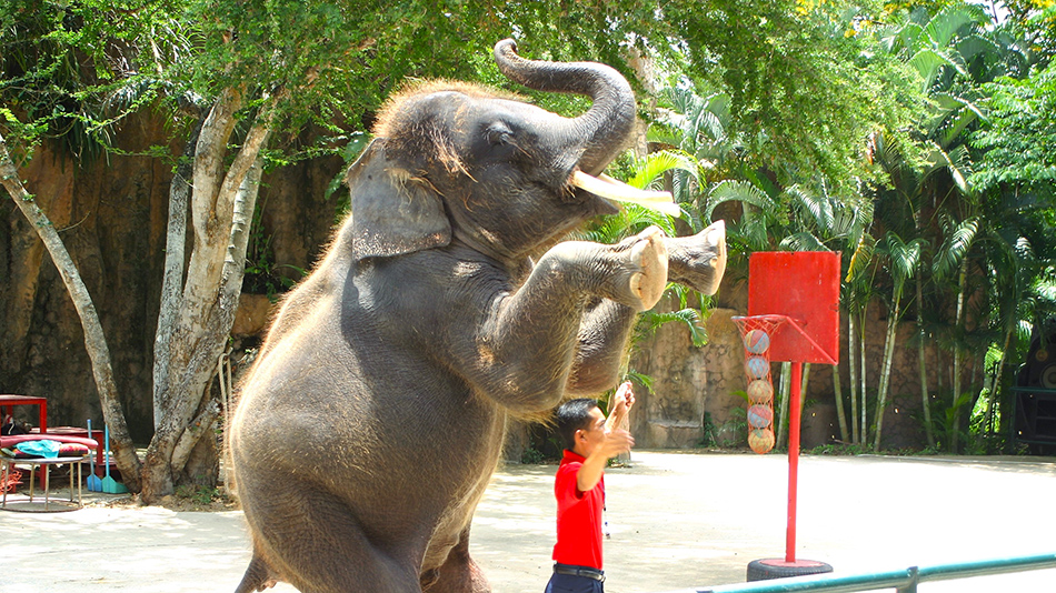 An elephant stands on its hind legs with a person stood next to it, making it perform