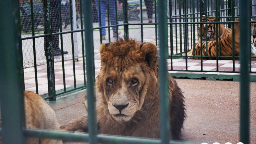 A sick and depressed looking lion in a tiny cage. Caged tigers can be seen in the background