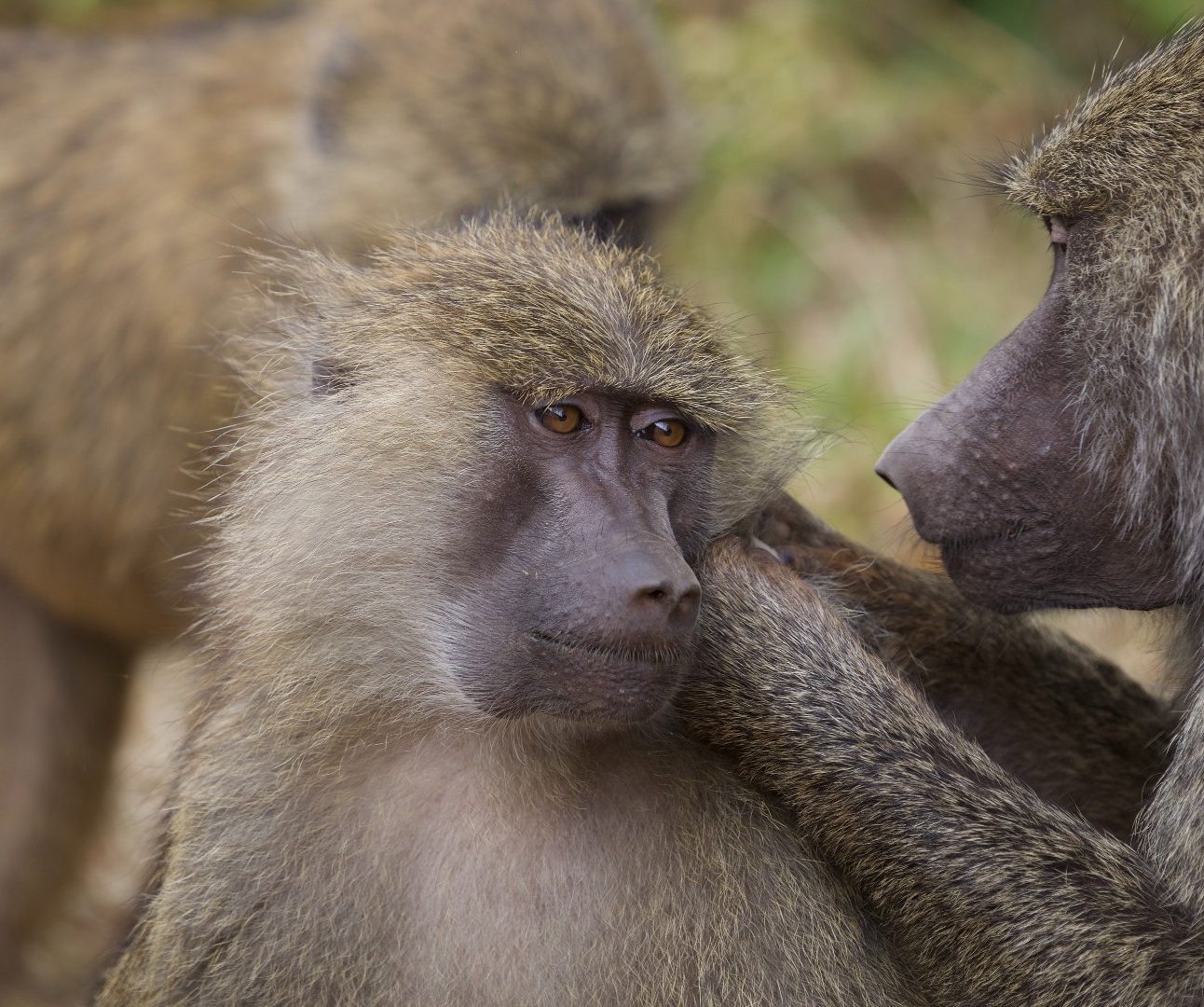 Two baboons grooming each other