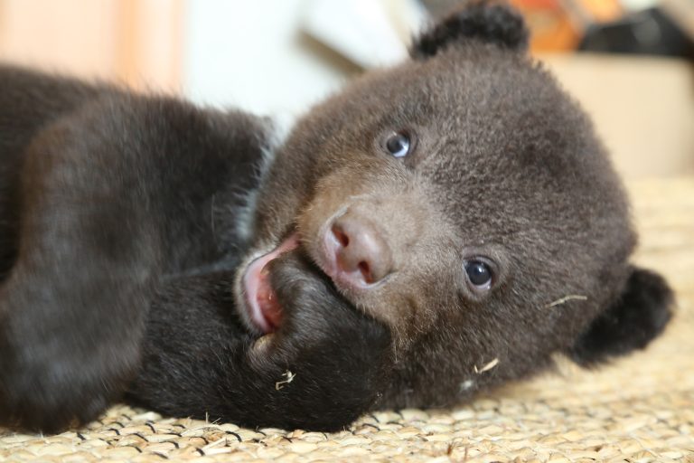 Orphan Bear Rescue Centre Gallery