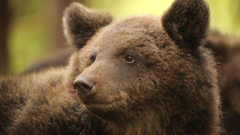 Orphan Bear Rescue Centre Gallery