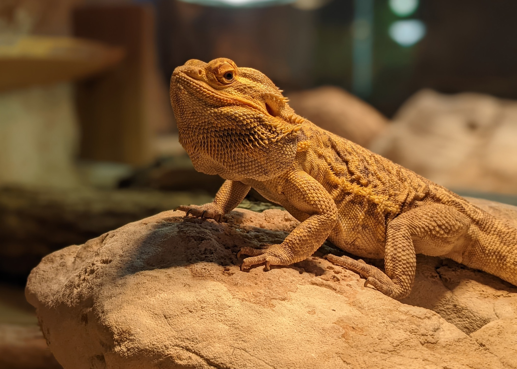 A bearded dragon sitting on a rock in a tank