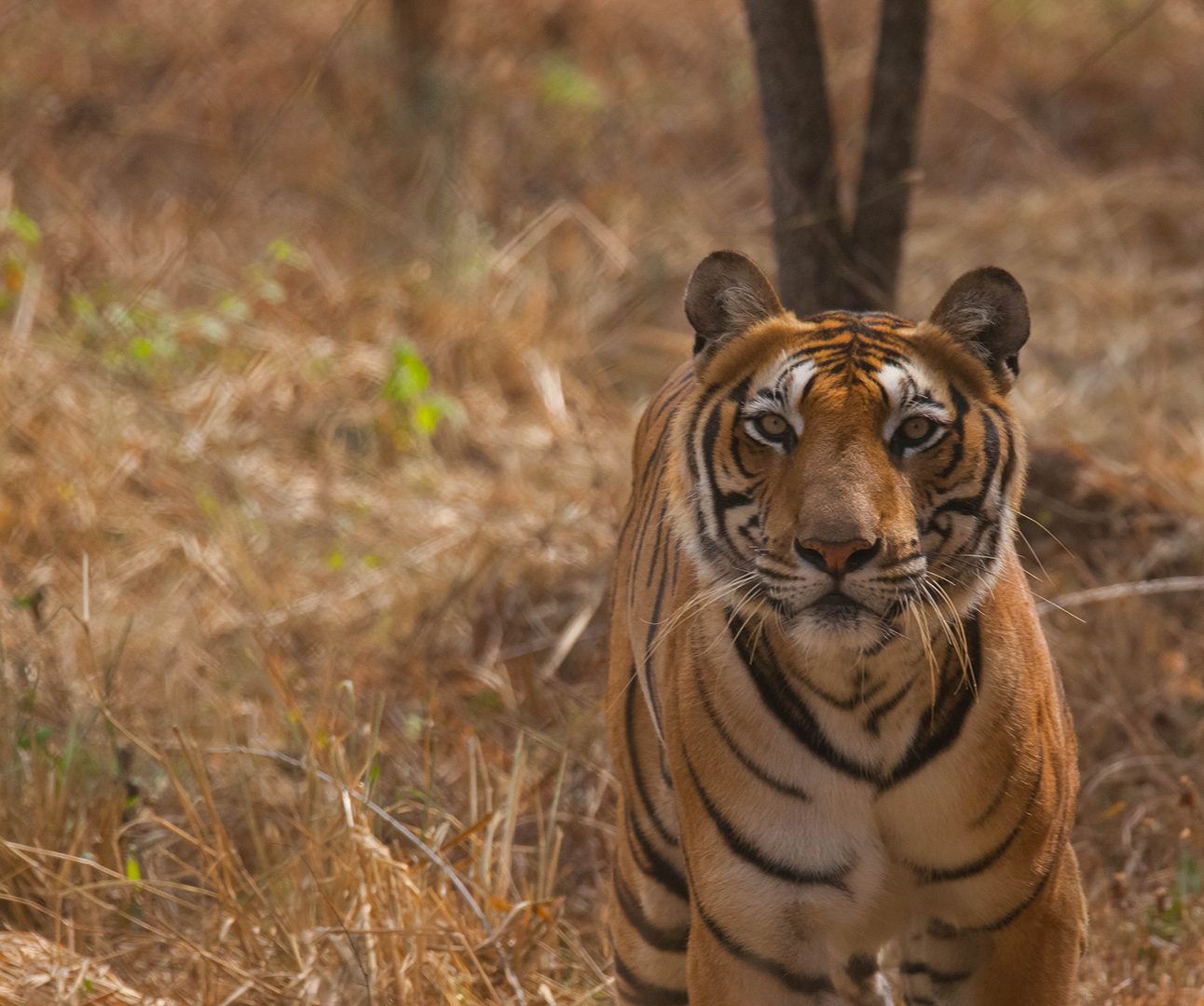 A Bengal tiger stands in tall, dry grass, looking at the camera