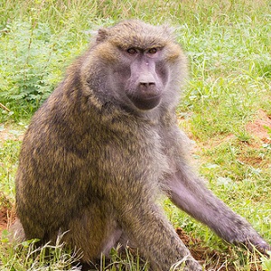 Close up of a monkey