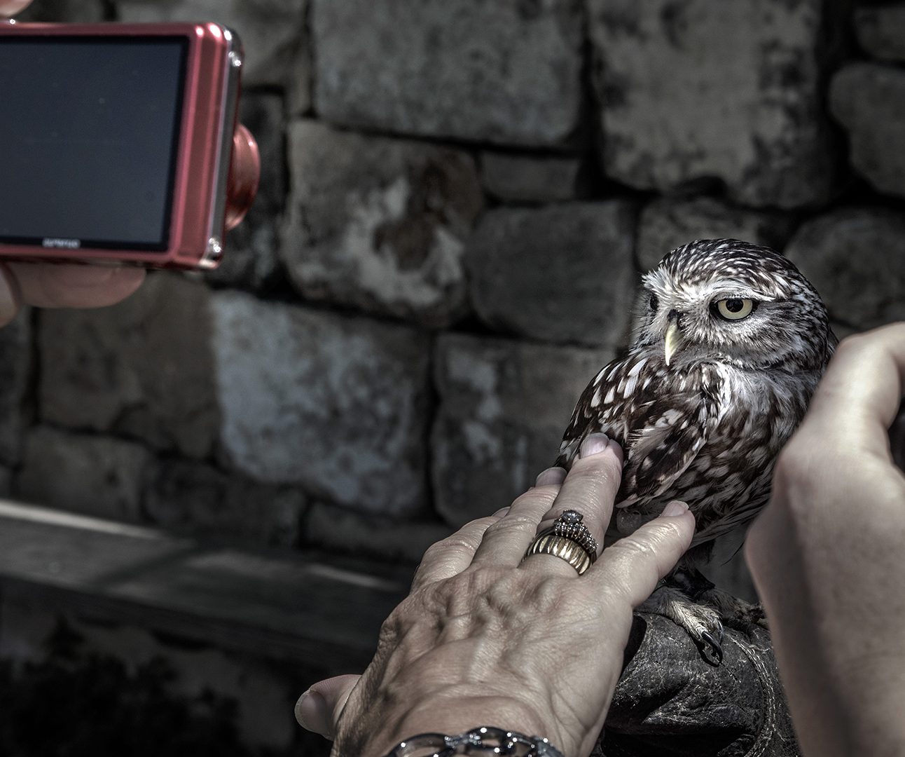 A photo of a small owl in a captive setting. People are taking close-up photos and touching the bird.