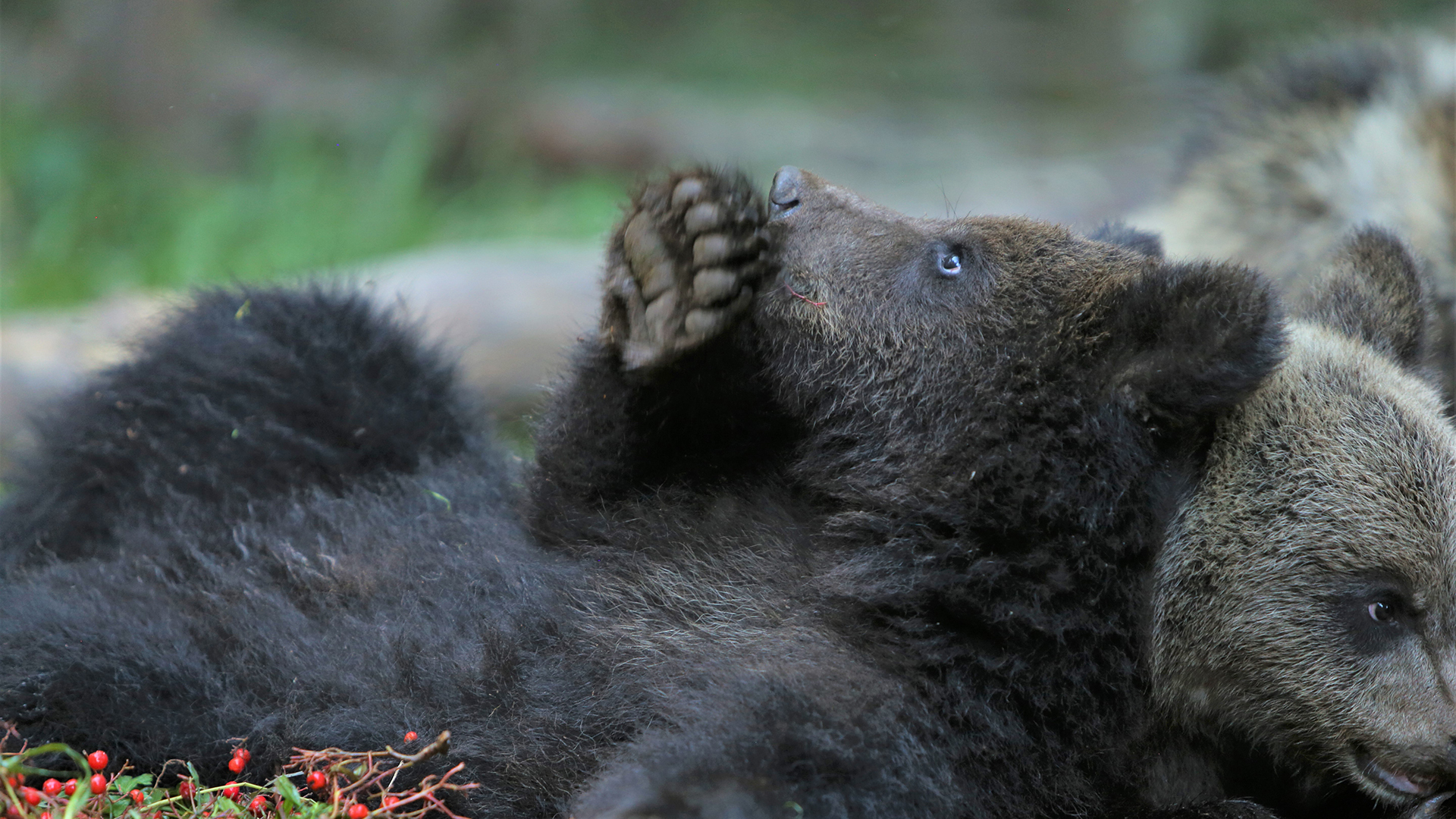 Two young brown bear cubs are rolling on the ground together