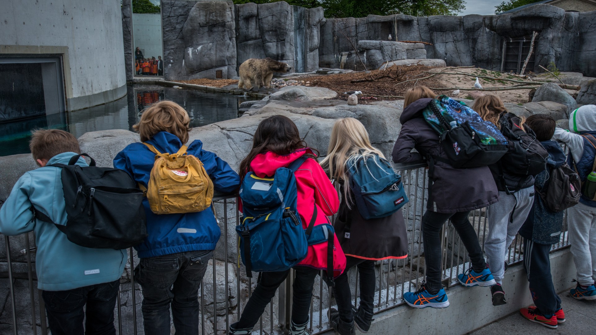 A group of school children standing next to a zoo enclosure, looking at a captive brown bear