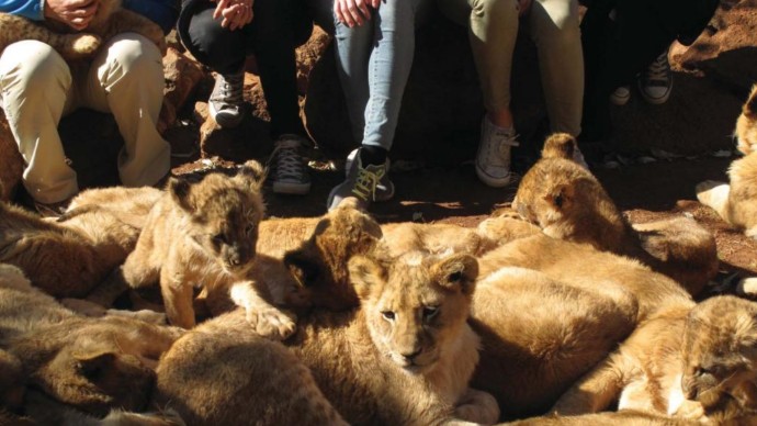 A group of lion cubs lying in front of people