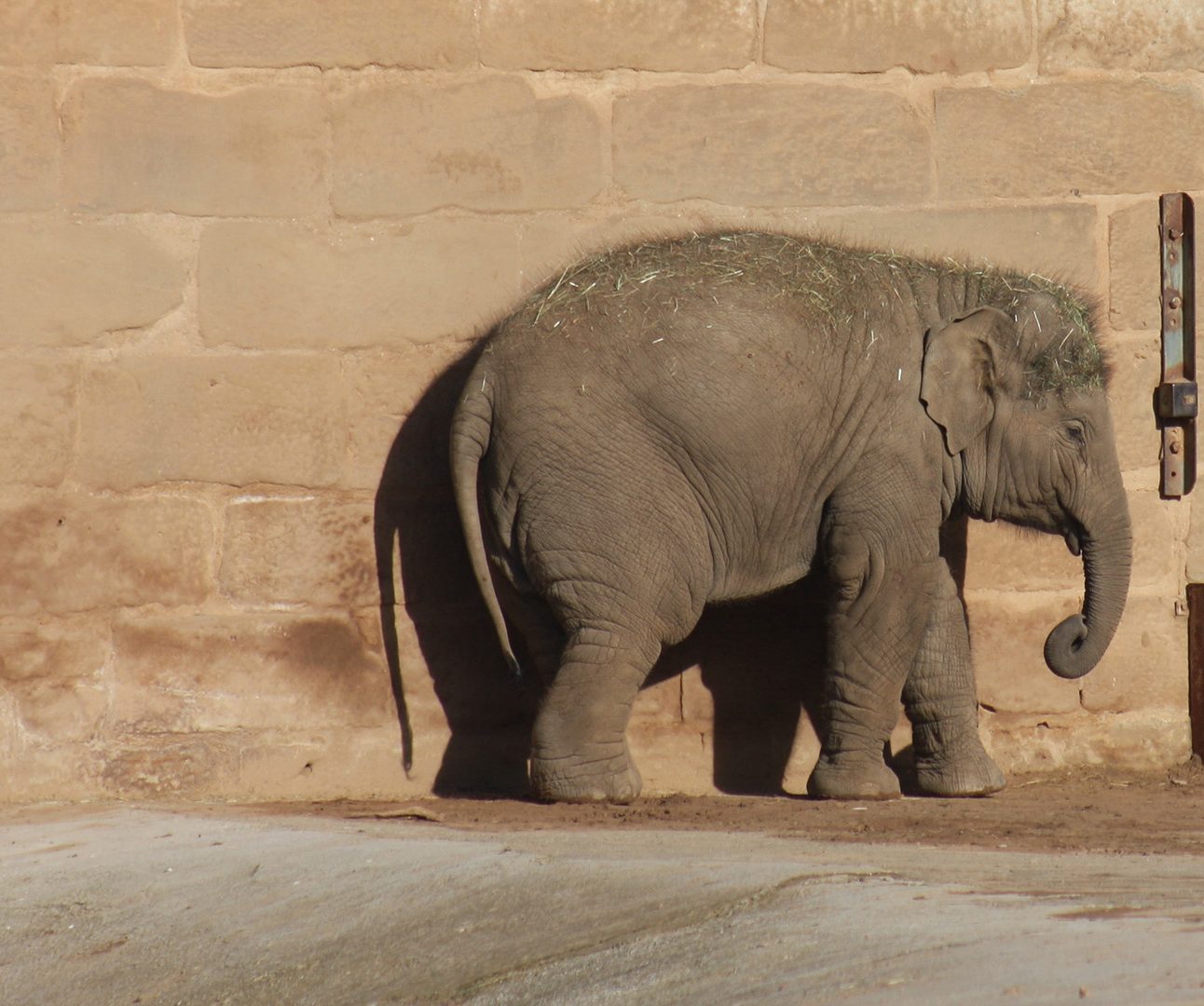 A young elephant stands against a wall on its own in a zoo enclosure