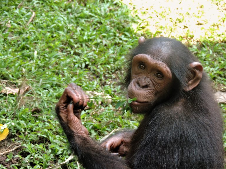 Limbe Wildlife Centre Gallery