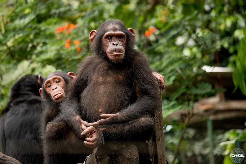 A chimpanzee sits with another smaller chimpanzee peering around its arm