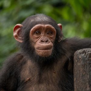 Chinoise the chimpanzee with arm resting on a fence