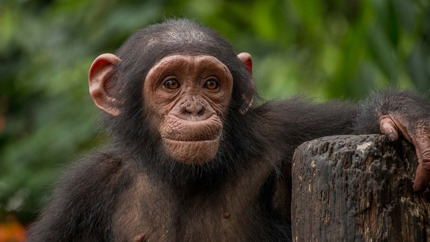 A young chimpanzee in the forest, smiling at the camera
