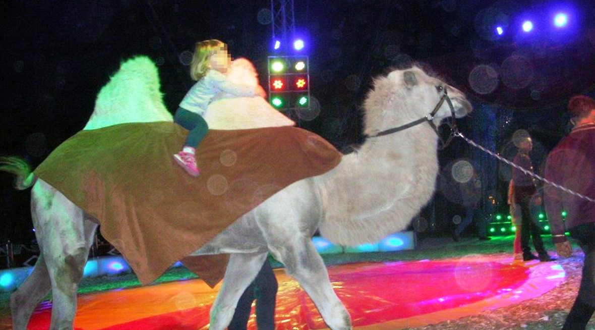 A camel being ridden in a circus