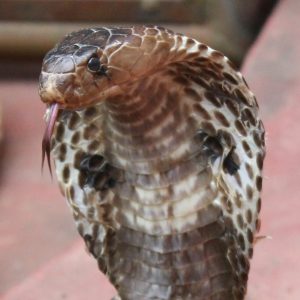 A close-up image of a King cobra