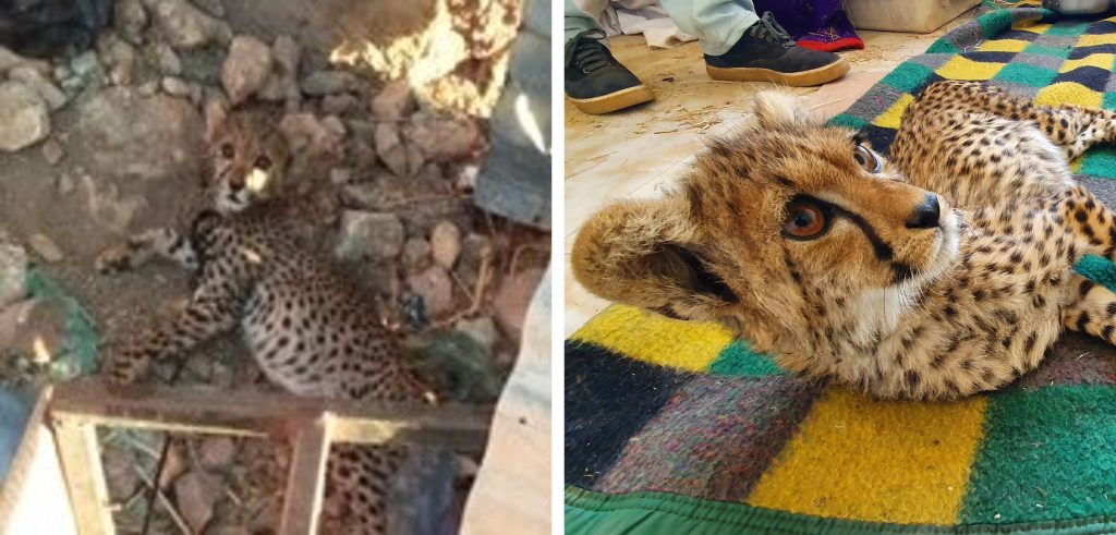Left: A small cheetah cub chained in a small enclosure. Right: A young cheetah lying on a checkered blanket