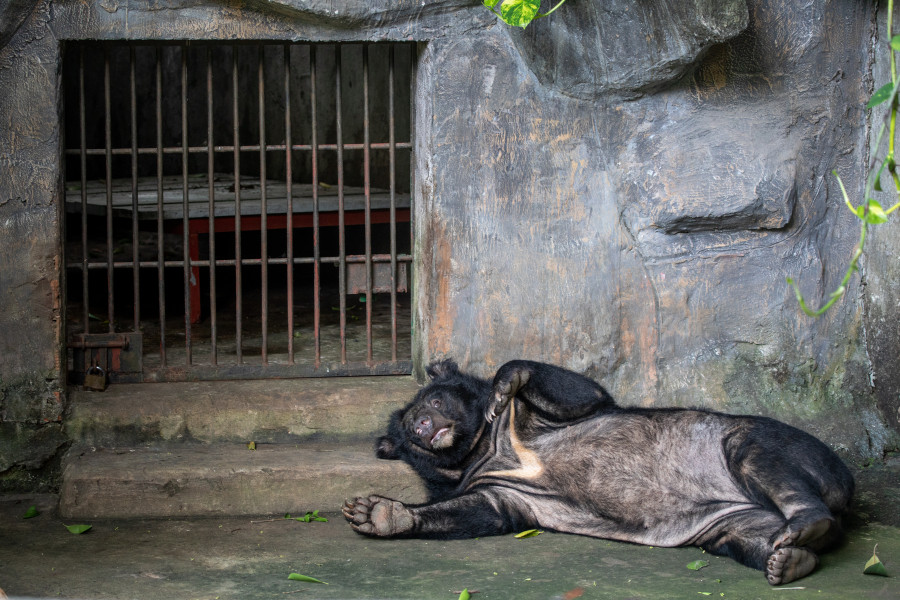 A bear lying on a concrete floor in front of a cage