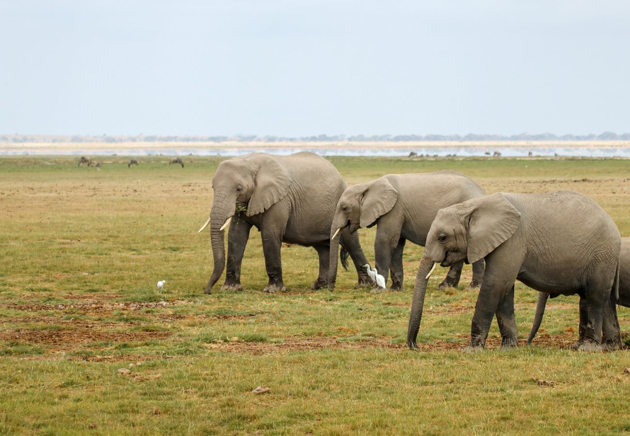 Three adult elephants and one young elephant walking across a grassy landscape in Amboseli, Kenya