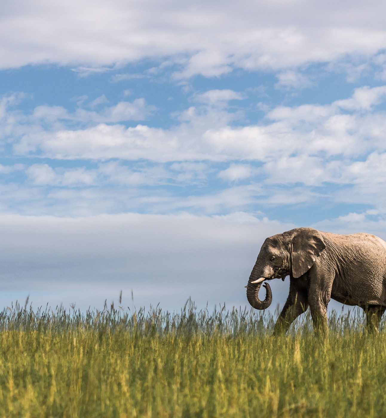 An elephant on the right of the image walks through grass towards the left