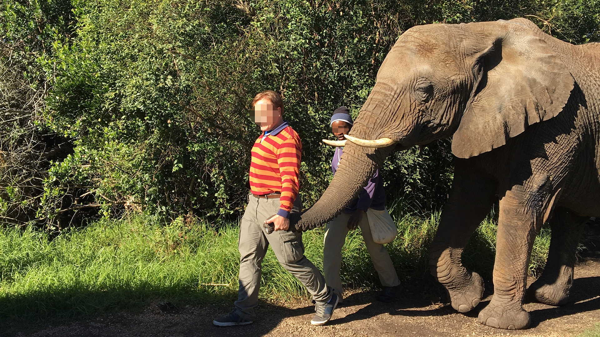 A man walking along a track leading an elephant by its trunk.