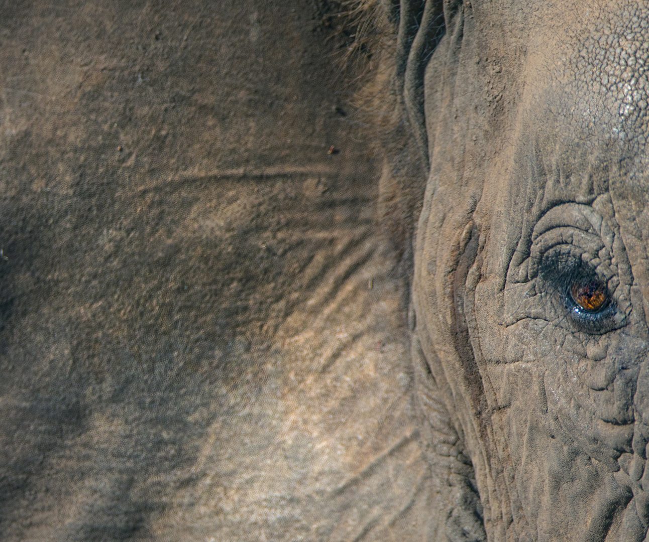 Close up of an elephant's eye