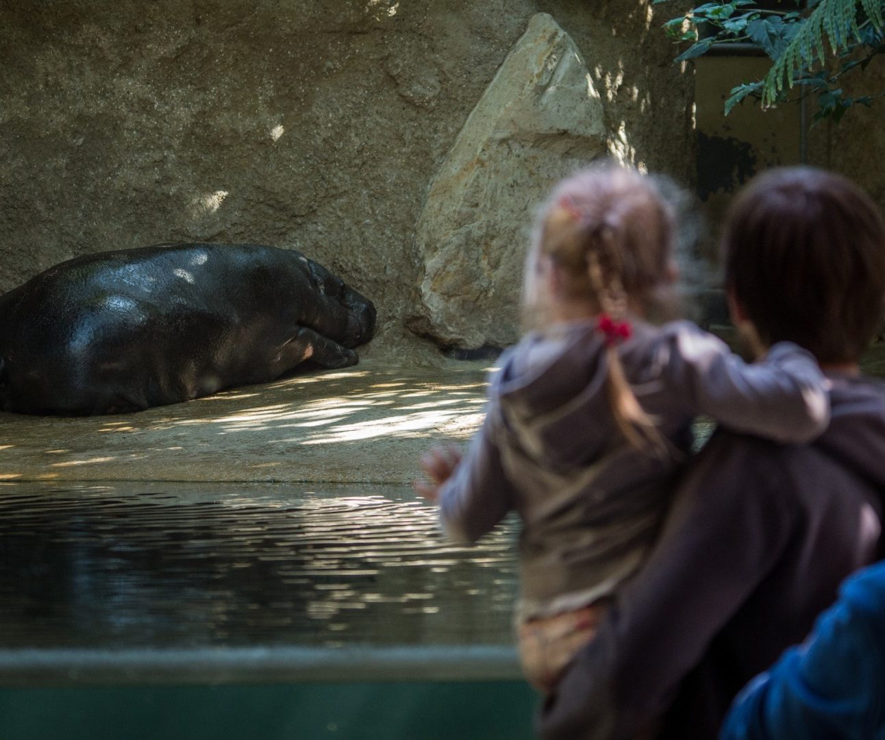 A little girl being held up by a man, looking at a sleeping hippo in a zoo enclosure