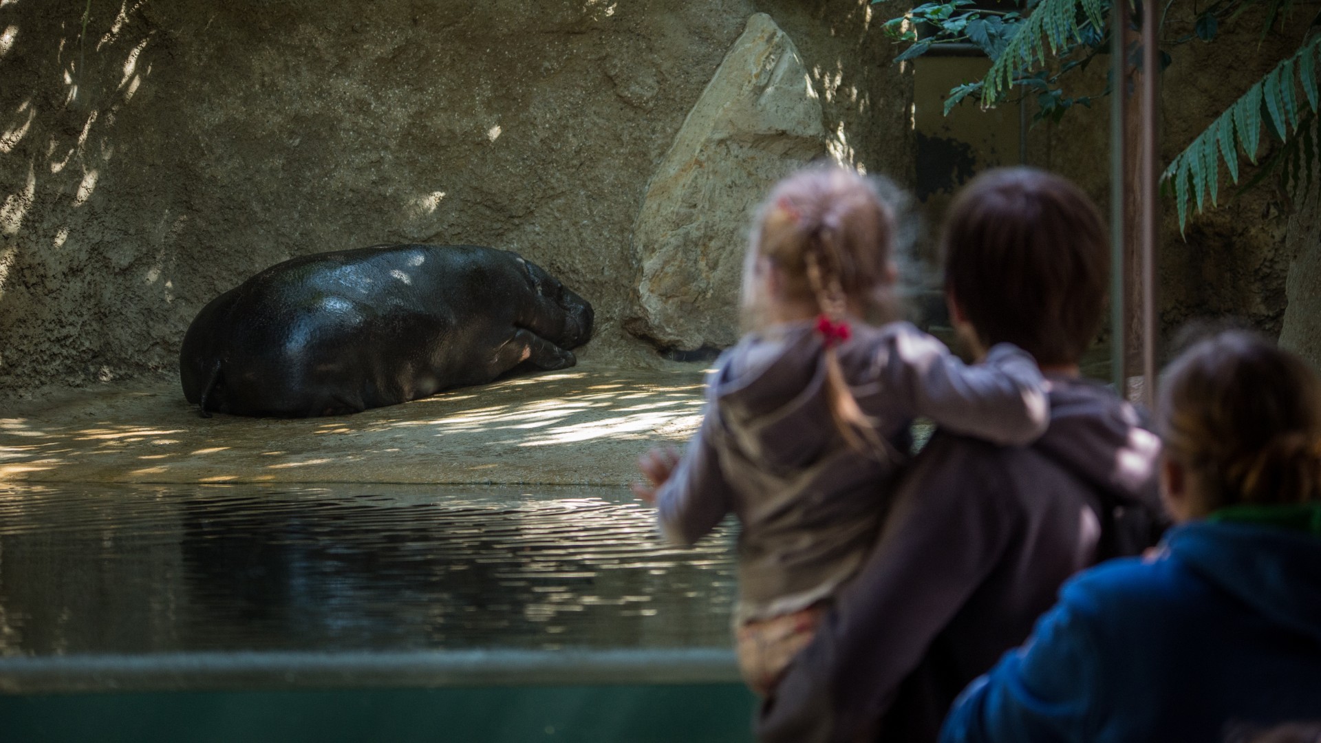 A little girl being held up by a man, looking at a sleeping hippo in a zoo enclosure