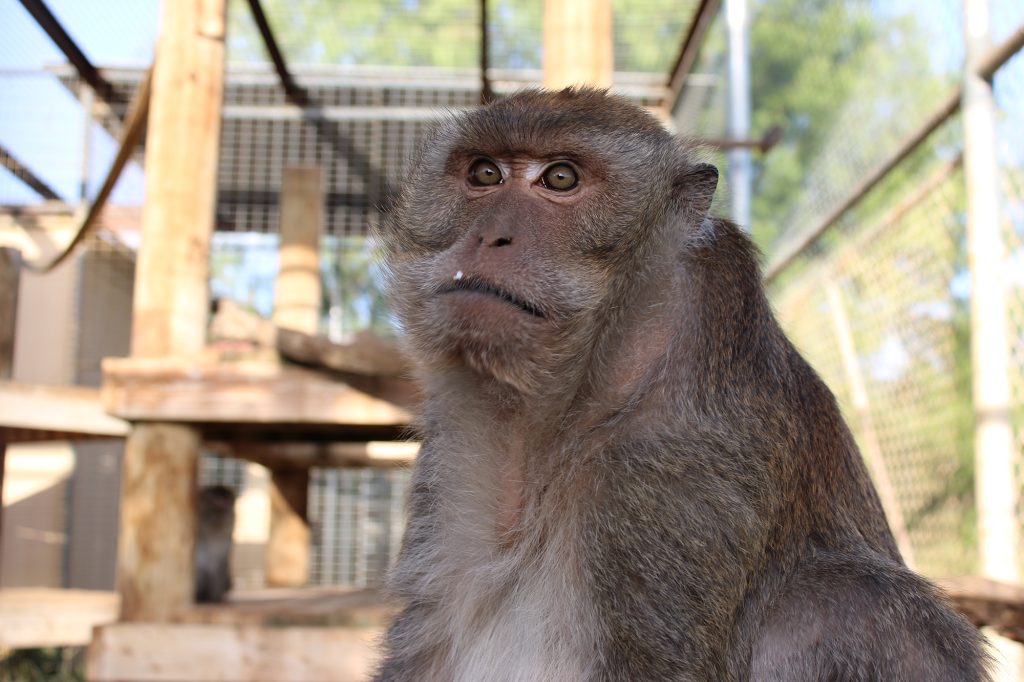 Close up of a long-tailed macaque