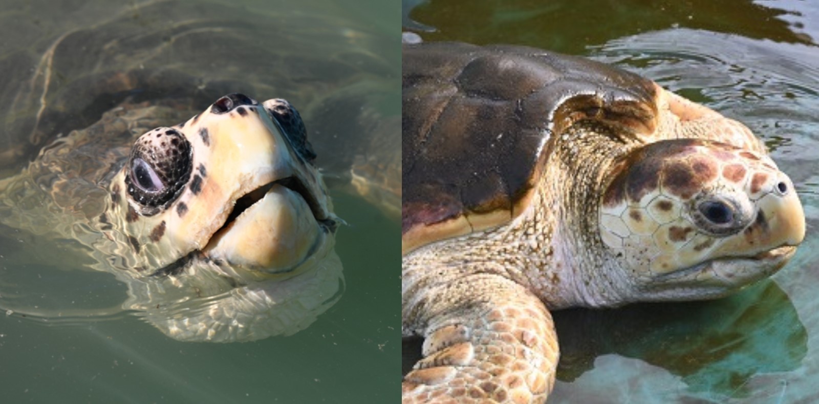 Two photos side by side of two different turtles, Genoveffa and Gavino