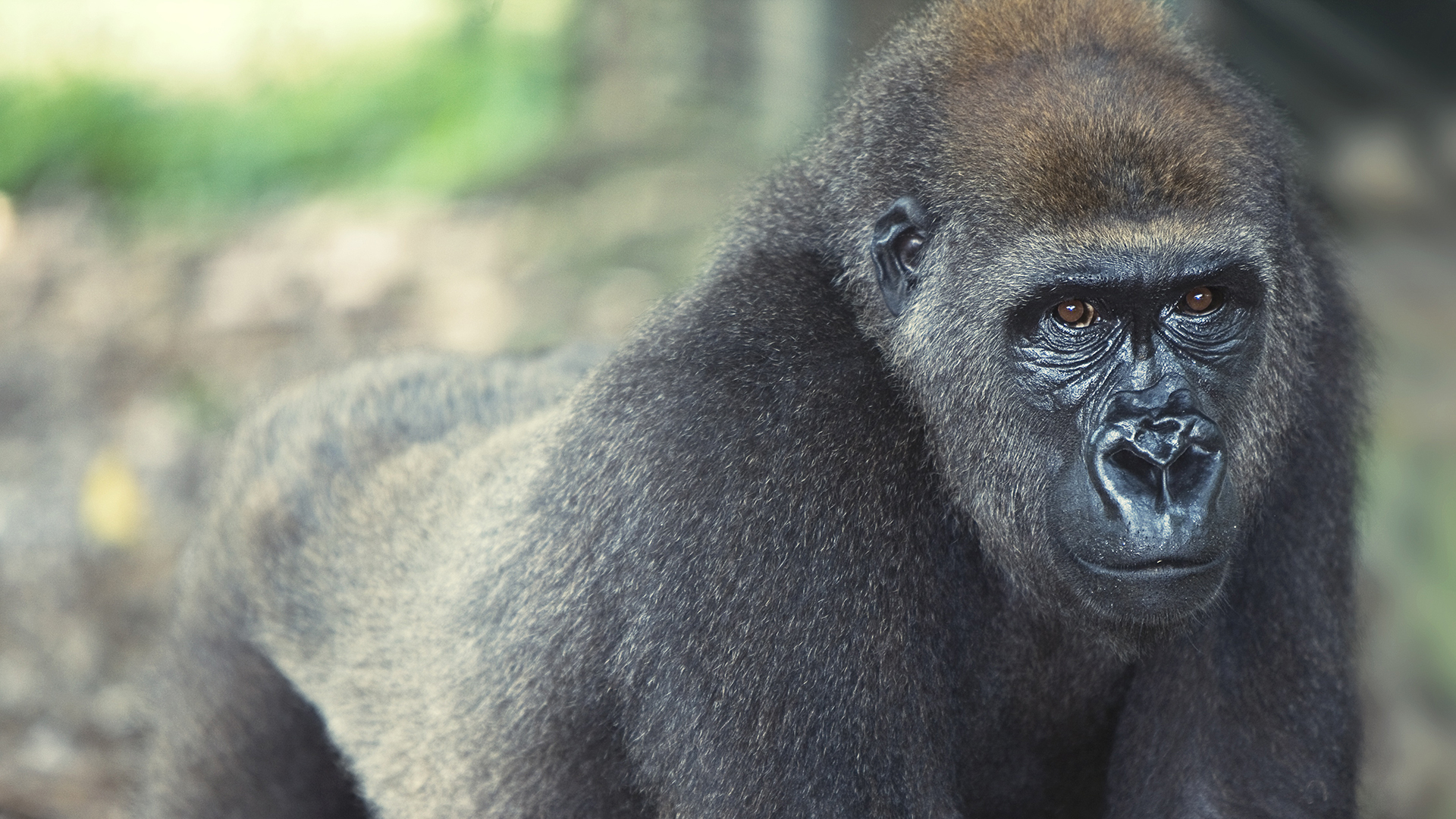 An adult gorilla stands on all fours facing the camera