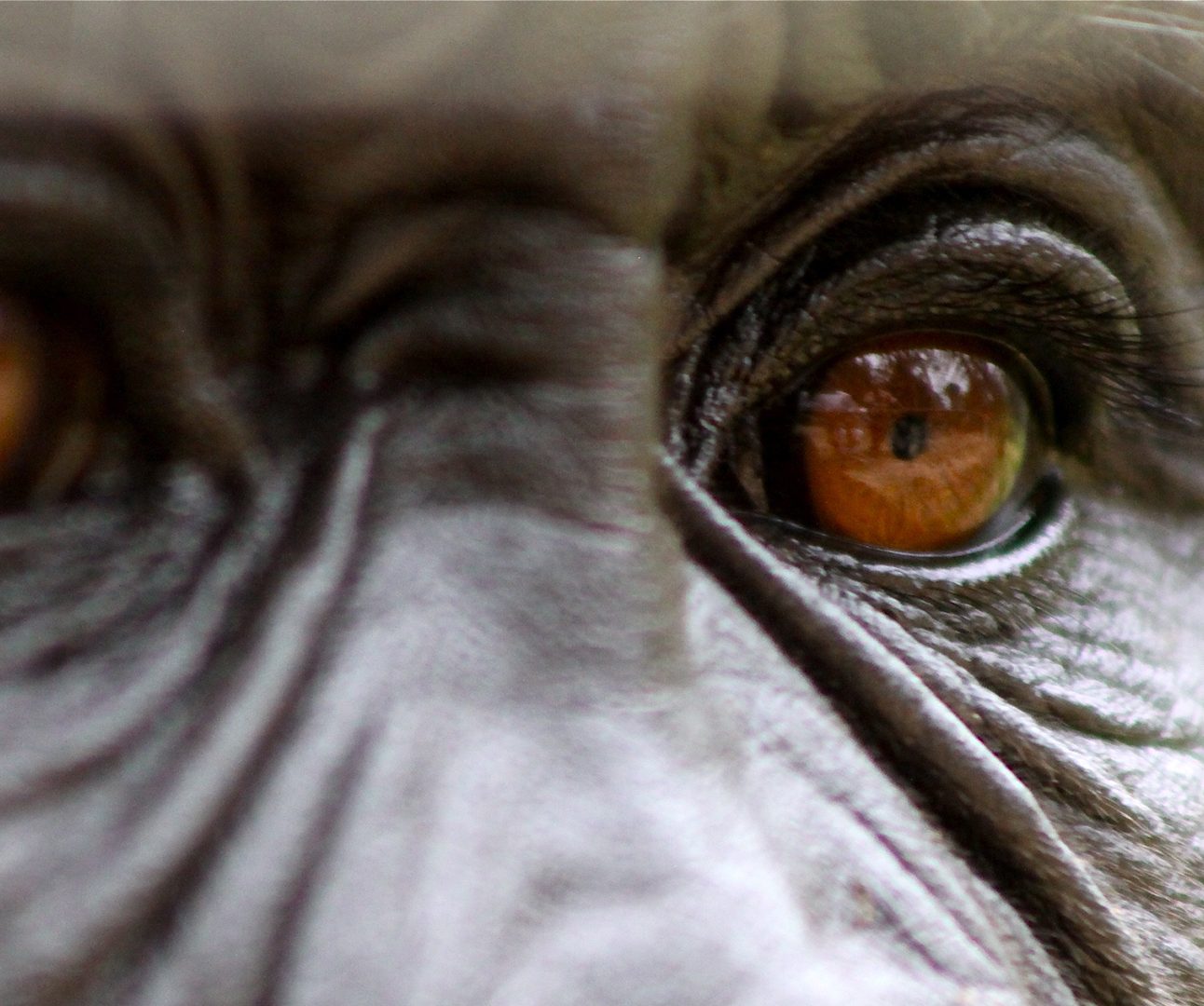 Close up of the brown eyes of a gorilla