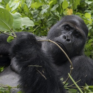 A gorilla is holding and looking at a thin branch
