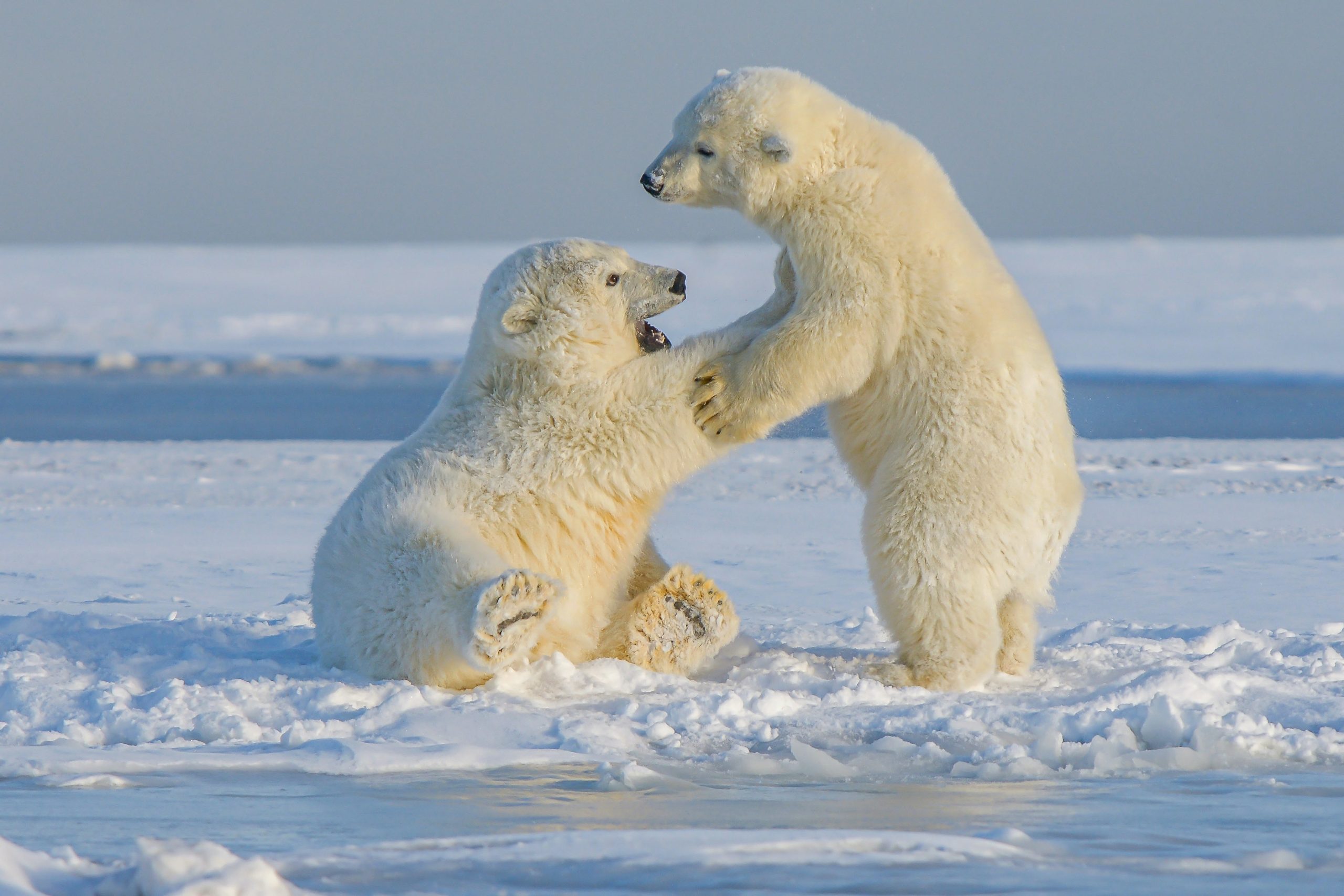 Two polar bear cubs playing in the snow