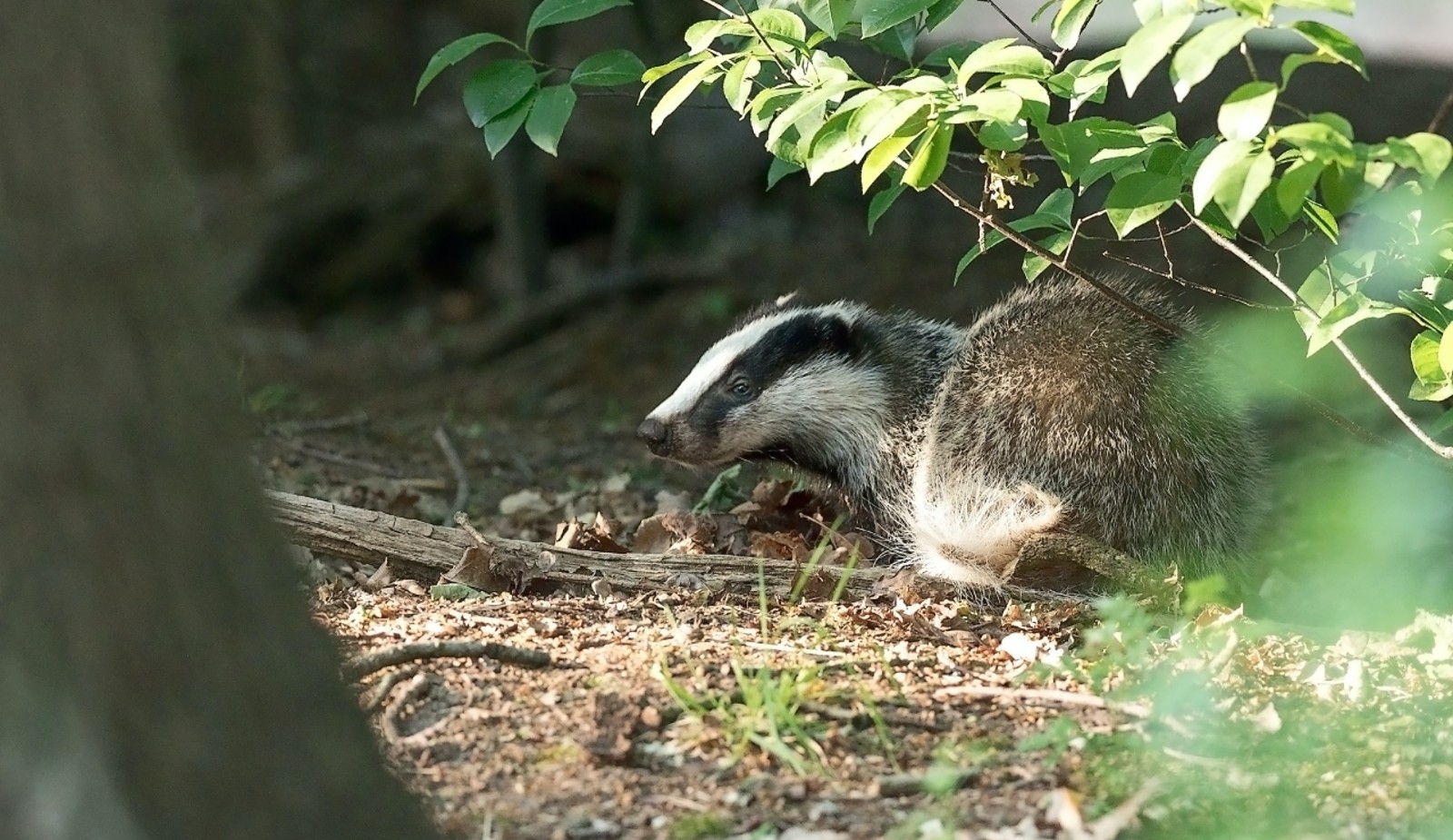 A badger in woodland