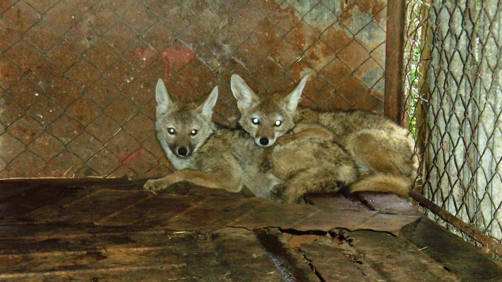Two foxes lying inside a barren cage