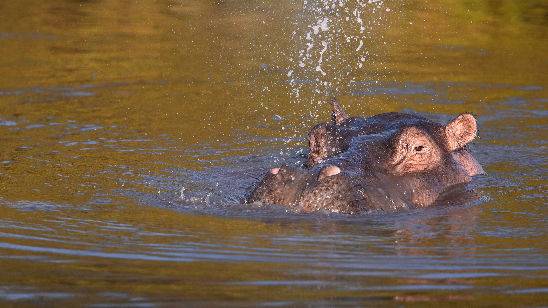 A hippo's head partially comes above the water, with water being blown from its nostrils