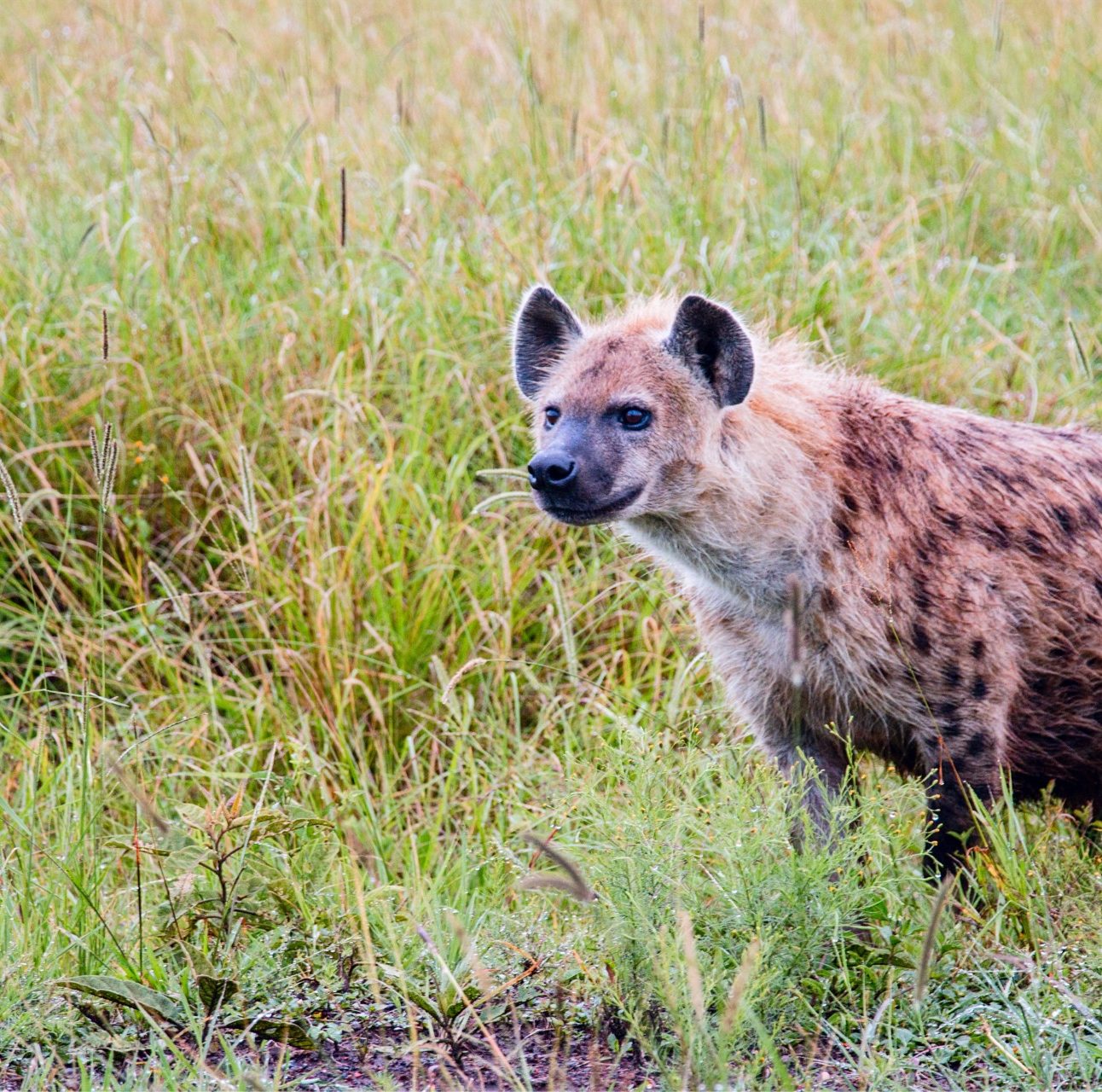 A hyena standing in the long grass