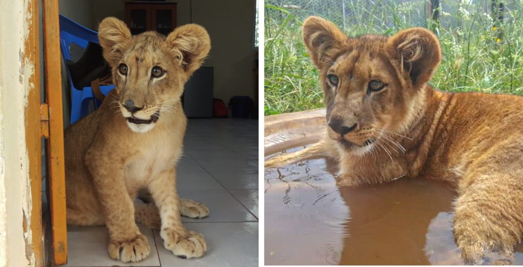 Left: A lion cub sitting in the doorway of a building