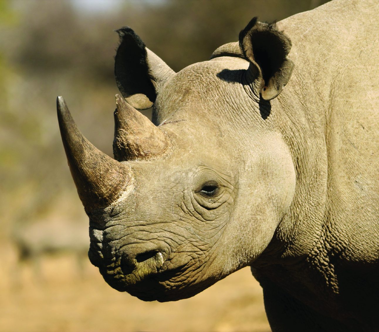 A close-up image of a rhino