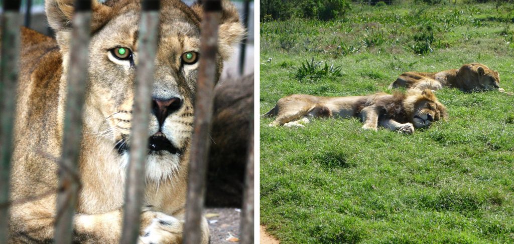 Left: A lioness behind bars. Right: Two lions sleeping on the grass
