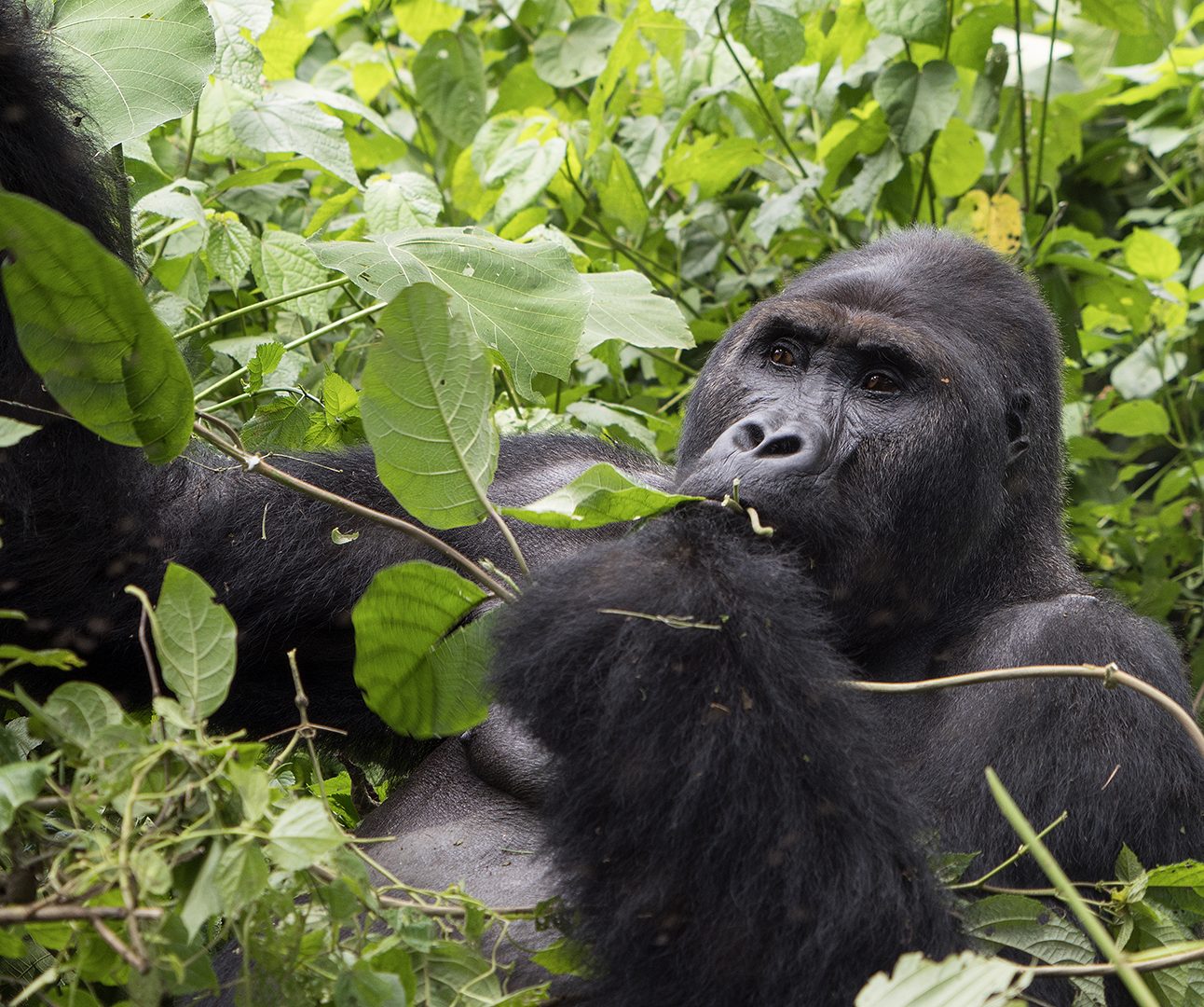 A gorilla sits in the forest eating leaves from a branch
