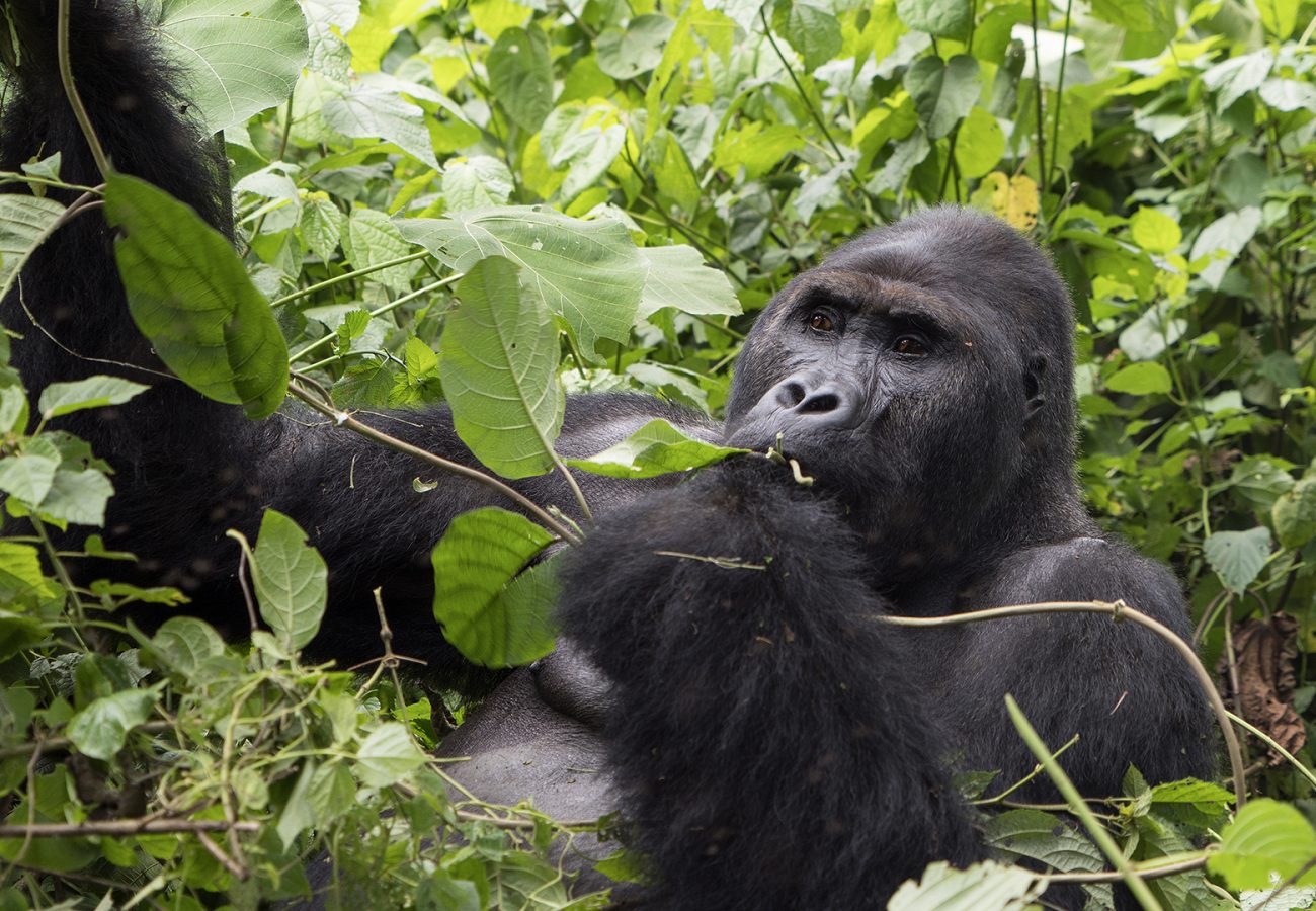 A gorilla sits in the forest eating leaves from a branch