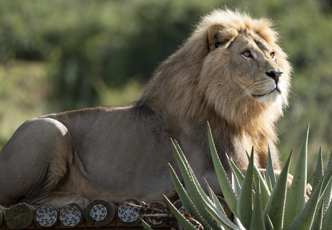 A male lion sits on a wooden platform looking into the distance