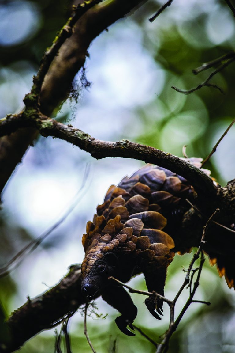 Sangha Pangolin Project Gallery